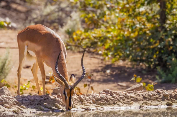 Impala Macho Cara Negra Aepyceros Melampus Petersi Bebiendo Pozo Agua —  Fotos de Stock