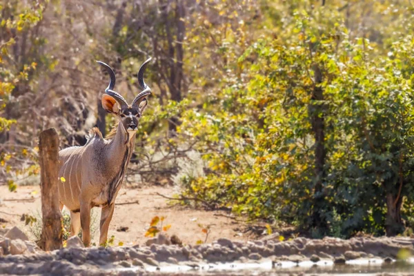 Masculino Greater Kudu Tragelaphus Strepsiceros Ongava Private Game Reserve Vizinho — Fotografia de Stock
