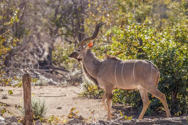 Male Greater Kudu Tragelaphus Strepsiceros Ongava Soukromá Rezervace Zvěře Soused — Stock fotografie