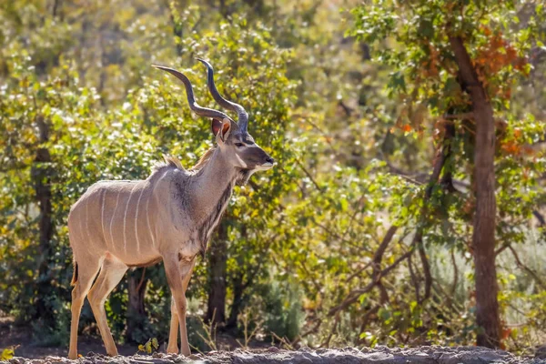 Maschio Greater Kudu Tragelaphus Strepsiceros Ongava Private Game Reserve Vicino — Foto Stock