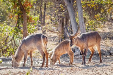 Bir erkek, kadın ve genç su geyiği (Kobus Ellipsiprymnus) bir su birikintisinde içme, Ongava Özel Oyun Rezervi (Etosha 'nın komşusu), Namibya.