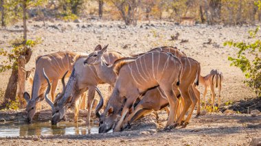 Daha büyük bir gudu sürüsü (Tragelaphus strepsiceros) bir su birikintisinde içerken, Ongava Özel Oyun Rezervi (Etosha 'nın komşusu), Namibya.