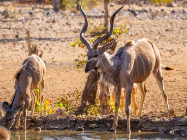 Daha büyük kudu (Tragelaphus strepsiceros) su birikintisinde içme, Ongava Özel Oyun Rezervi (Etosha 'nın komşusu), Namibya.