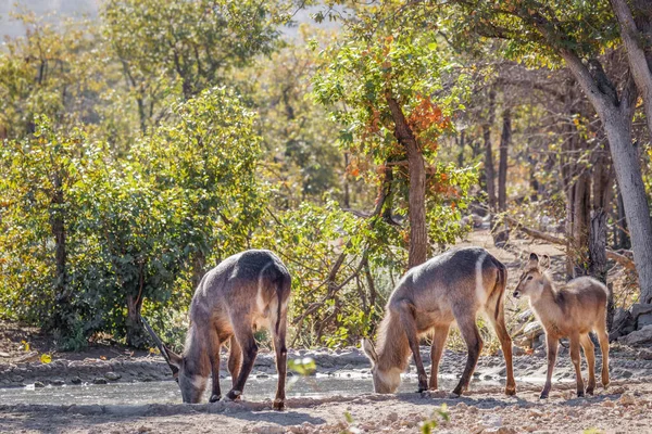 Ein Männlicher Weiblicher Und Junger Wasserbock Kobus Ellipsiprymnus Beim Trinken — Stockfoto