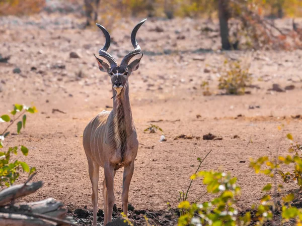 Greater Kudu Tragelaphus Strepsiceros Ongava Private Game Reserve Sąsiad Etoshy — Zdjęcie stockowe