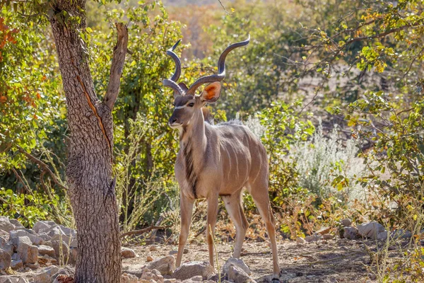 Större Kudu Tragelaphus Strepsiceros Ongava Private Game Reserve Granne Till — Stockfoto