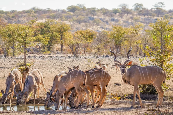 Kuduherde Tragelaphus Strepsiceros Trinkt Wasserloch Ongava Private Game Reserve Nachbar — Stockfoto
