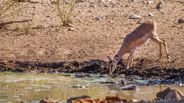 Una Hembra Cara Negra Impala Aepyceros Melampus Petersi Bebiendo Abrevadero — Foto de Stock