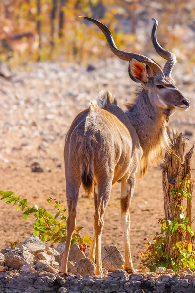 Männlicher Großer Kudu Tragelaphus Strepsiceros Ongava Private Game Reserve Nachbar — Stockfoto