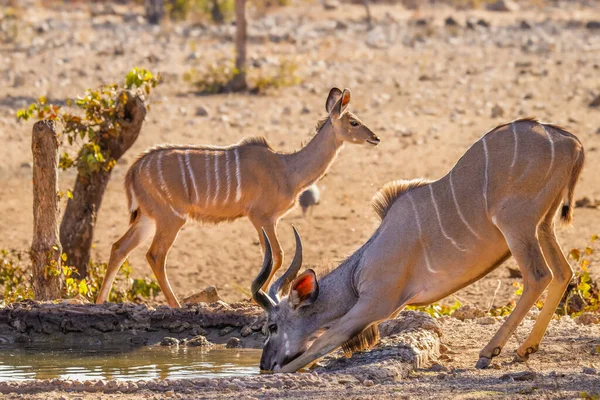 Een Jong Mannetje Groter Kudu Tragelaphus Strepsiceros Drinken Bij Waterput — Stockfoto