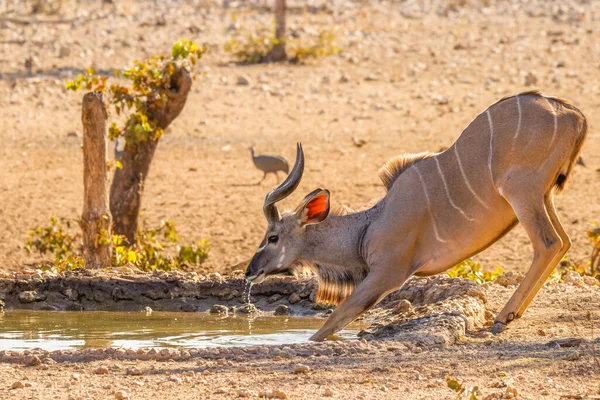 Jeune Mâle Grand Kudu Tragelaphus Strepsiceros Buvant Point Eau Réserve — Photo
