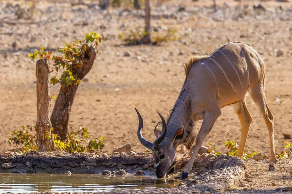 Joven Macho Mayor Kudu Tragelaphus Strepsiceros Bebiendo Abrevadero Ongava Private —  Fotos de Stock