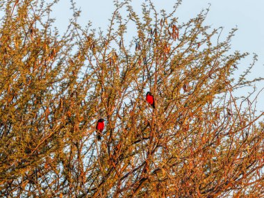 Kızıl Gonolek 'i bir ağaçta sallandırdı, Ongava Özel Oyun Rezervi komşusu Namibya, Etosha.