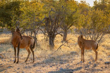 Kırmızı antilop (Alcelaphus buselaphus) küçük bir yürüyüş ile, Etosha Ulusal Parkı, Namibya.