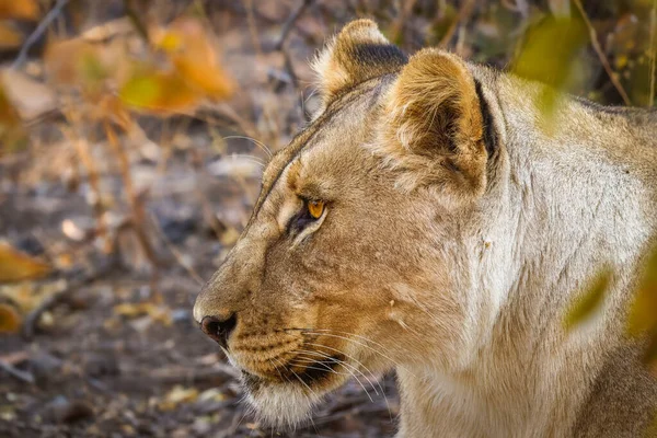Head Lioness Panthera Leo Laying Ongava Private Game Reserve Neighbour — Stock Photo, Image