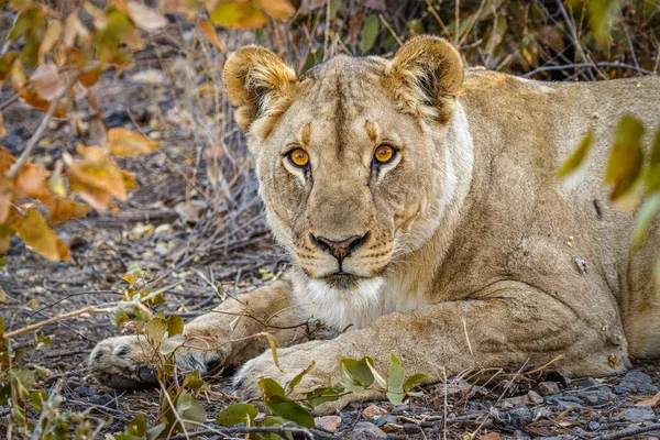 Dişi Aslan Panthera Leo Uzanır Kameraya Bakar Ongava Özel Oyun — Stok fotoğraf