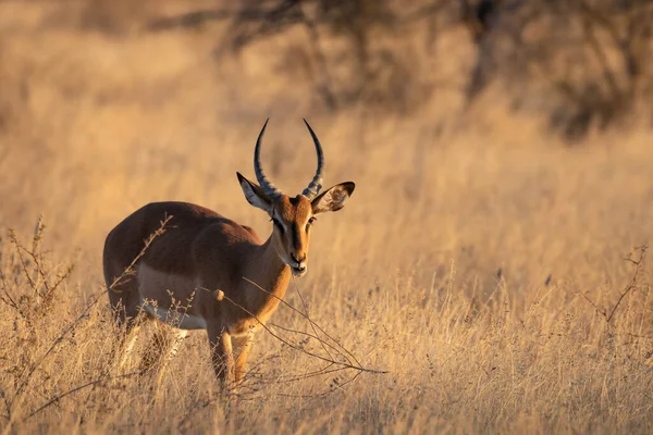 Een Mannelijke Zwarte Gezicht Impala Aepyceros Melampus Petersi Zoek Het — Stockfoto