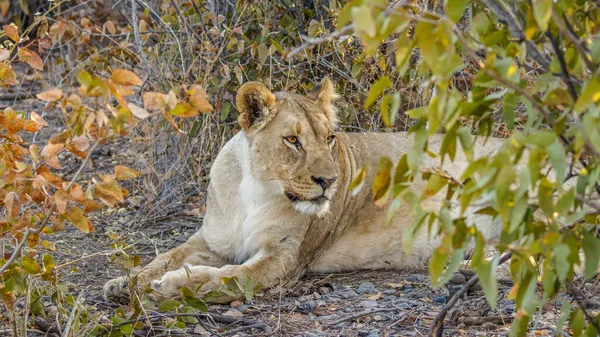 Lionne Panthera Leo Allongée Réserve Privée Ongava Voisine Etosha Namibie — Photo