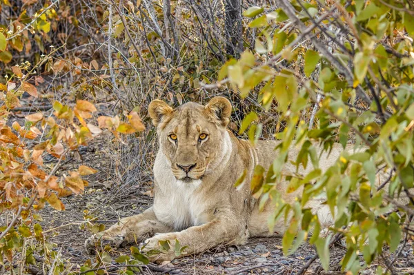 Lionne Panthera Leo Allongée Réserve Privée Ongava Voisine Etosha Namibie — Photo