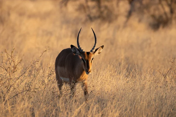 Een Mannelijke Zwarte Gezicht Impala Aepyceros Melampus Petersi Zoek Het — Stockfoto