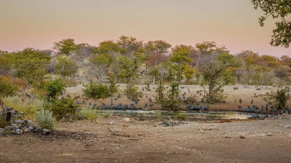 Eine Herde Guinea Geflügel Numida Meleagris Einem Wasserloch Ongava Private — Stockfoto