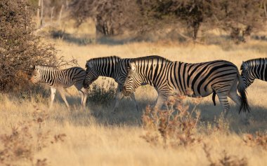 Afrika savanındaki Zebra Sürüsü (Equus Burchelli), Etosha Ulusal Parkı, Namibya.