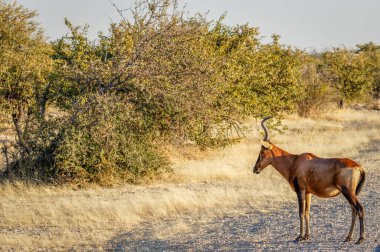 Kızıl antilop (Alcelaphus buselaphus), Etosha Ulusal Parkı, Namibya.