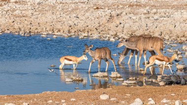 Daha büyük kudu (Tragelaphus strepsiceros), springbok (Antidorcas Marsupialis) ve miğferli guinafowl, okaukuejo su birikintisi, Etosha Milli Parkı, Namibya 'da içerler..