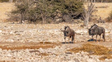 İki mavi antilop (Connochaetes taurinus) Okaukuejo su birikintisine doğru ilerliyor, Etosha Ulusal Parkı, Namibya.