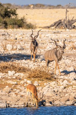 İki erkek kudu (Tragelaphus Strepsiceros) Okaukuejo su birikintisinde içecekler, siyah yüzlü bir impala ile, Etosha Ulusal Parkı, Namibya.
