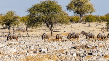 Bir mavi antilop sürüsü (Connochaetes taurinus) buradan geçiyor, Etosha Ulusal Parkı, Namibya.