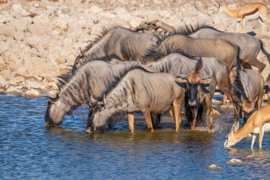 Bir mavi antilop sürüsü (Connochaetes taurinus) ve springbok Okaukuejo su birikintisinde içerler, Etosha Ulusal Parkı, Namibya.