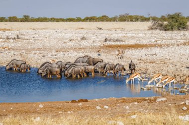 Bir mavi antilop sürüsü (Connochaetes taurinus) ve springbok Okaukuejo su birikintisinde içerler, Etosha Ulusal Parkı, Namibya.