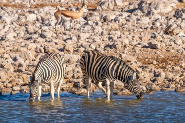 Zebra sürüsü (Equus Burchelli) Okaukuejo su birikintisi, Etosha Ulusal Parkı, Namibya 'da su içmektedir..