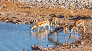 Antidorcas Marsupialis (Antidorcas Marsupialis) adlı bir springbok sürüsü, Namibya 'daki Etosha Ulusal Parkı' ndaki Okaukuejo su birikintisinde içiyor..