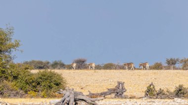 Herd of zebra ( Equus Burchelli) at the horizon, Etosha National Park, Namibia.