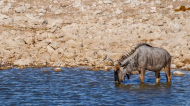 Mavi antilop (Connochaetes taurinus) Okaukuejo su birikintisinde içiyor, Etosha Ulusal Parkı, Namibya.