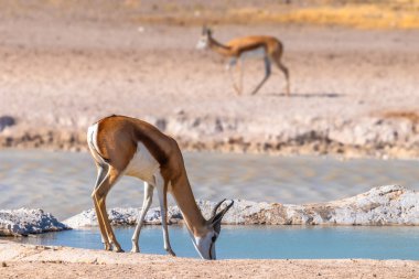 Springbok ( Antidorcas Marsupialis) drinking at a waterhole, Etosha National Park, Namibia.