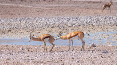 Springbok ( Antidorcas Marsupialis) going to mate, Etosha National Park, Namibia.