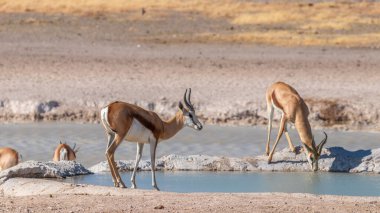 Springbok ( Antidorcas Marsupialis) drinking at a waterhole, Etosha National Park, Namibia.