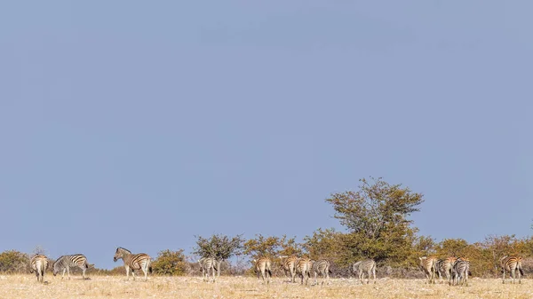 Herd Zebra Equus Burchelli Horizon Etosha National Park Namibia — Stockfoto