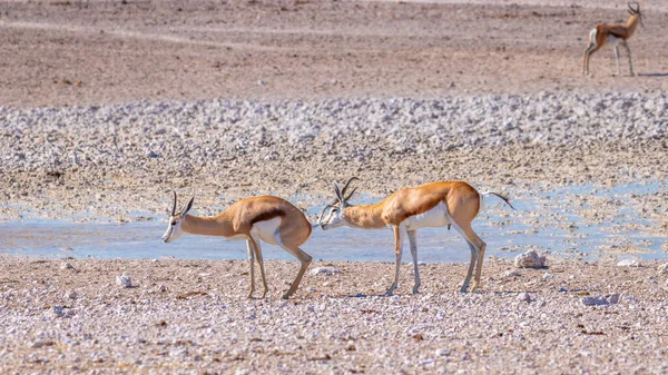 Springbok Antidorcas Marsupialis Going Mate Etosha National Park Namibia — Stockfoto