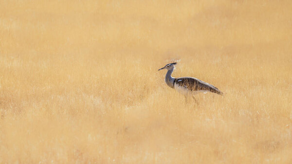 Kori bustard ( Ardeotis Kori), the largest flying bird, Etosha National Park, Namibia.