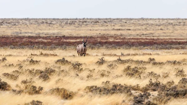 Gemsbok Oryx Gazella Standing Looking Camera Etosha National Park Namibia — Stockfoto