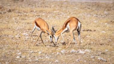 Two male springbok ( Antidorcas Marsupialis) fighting, Etosha National Park, Namibia.