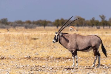 Gemsbok ( Oryx Gazella) standing with a springbok at the back, Etosha National Park, Namibia.