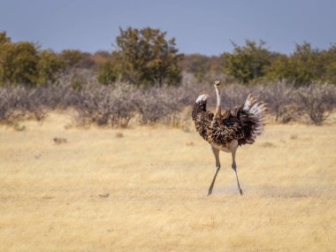 A male ostrich ( Struthio Camelus) completes his mating ritual with a flourish of his large wings, Etosha National Park, Namibia.