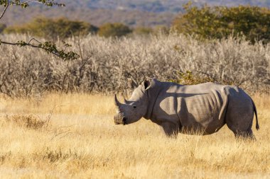 A white rhino ( Ceratotherium Simum) standing in a beautiful landscape, sunset, Ongava Private Game Reserve ( neighbour of Etosha), Namibia.