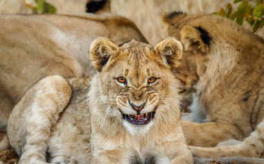 A young lion ( Panthera Leo) looking in the camera roaring, Ongava Private Game Reserve ( neighbour of Etosha), Namibia.