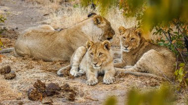 A lion pride ( Panthera Leo) resting, Ongava Private Game Reserve ( neighbour of Etosha), Namibia.